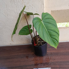 Load image into Gallery viewer, #R15 Philodendron Pastazanum x Gloriosum - (Not the original Dean Mcdowell hybrid. Is a recreation)