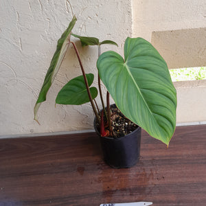 #R15 Philodendron Pastazanum x Gloriosum - (Not the original Dean Mcdowell hybrid. Is a recreation)