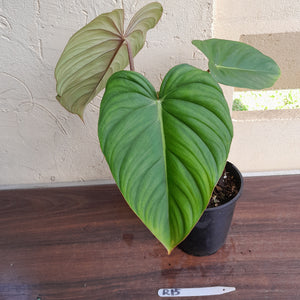 #R15 Philodendron Pastazanum x Gloriosum - (Not the original Dean Mcdowell hybrid. Is a recreation)