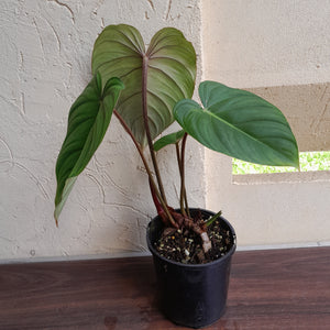 #R15 Philodendron Pastazanum x Gloriosum - (Not the original Dean Mcdowell hybrid. Is a recreation)