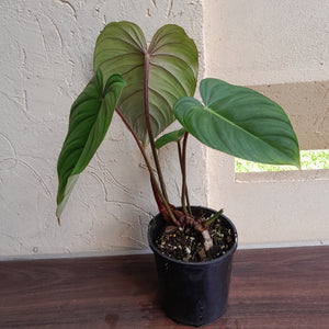 #R15 Philodendron Pastazanum x Gloriosum - (Not the original Dean Mcdowell hybrid. Is a recreation)