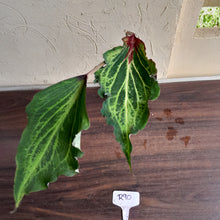 Load image into Gallery viewer, #R90 Caladium