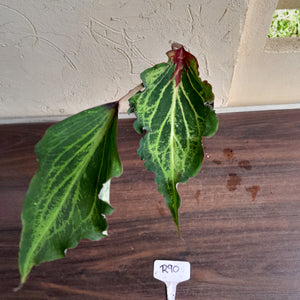 #R90 Caladium