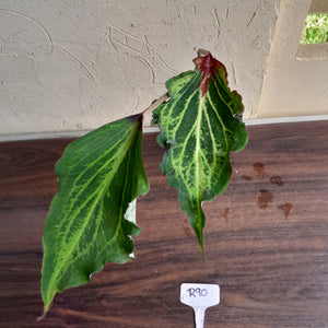 #R90 Caladium