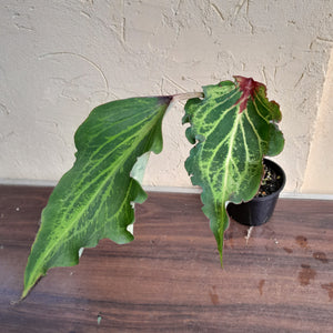 #R90 Caladium