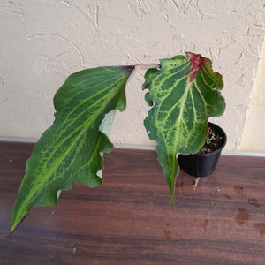 #R90 Caladium