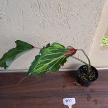 Load image into Gallery viewer, #R90 Caladium