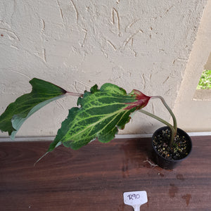 #R90 Caladium