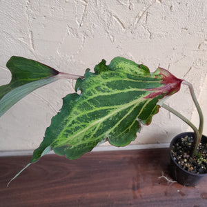 #R90 Caladium