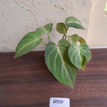 Load image into Gallery viewer, #R55 Three x Headed Miniature Philodendron Gloriosum / Tinkle Bell