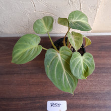 Load image into Gallery viewer, #R55 Three x Headed Miniature Philodendron Gloriosum / Tinkle Bell