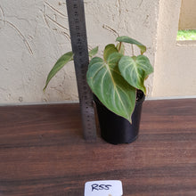 Load image into Gallery viewer, #R55 Three x Headed Miniature Philodendron Gloriosum / Tinkle Bell