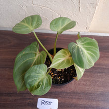 Load image into Gallery viewer, #R55 Three x Headed Miniature Philodendron Gloriosum / Tinkle Bell