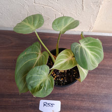 Load image into Gallery viewer, #R55 Three x Headed Miniature Philodendron Gloriosum / Tinkle Bell