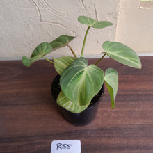 Load image into Gallery viewer, #R55 Three x Headed Miniature Philodendron Gloriosum / Tinkle Bell