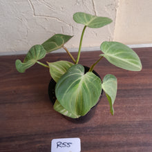 Load image into Gallery viewer, #R55 Three x Headed Miniature Philodendron Gloriosum / Tinkle Bell