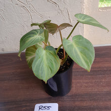 Load image into Gallery viewer, #R55 Three x Headed Miniature Philodendron Gloriosum / Tinkle Bell