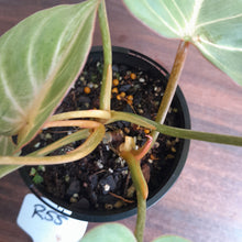 Load image into Gallery viewer, #R55 Three x Headed Miniature Philodendron Gloriosum / Tinkle Bell