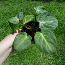 Load image into Gallery viewer, #R55 Three x Headed Miniature Philodendron Gloriosum / Tinkle Bell