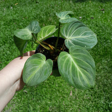 Load image into Gallery viewer, #R55 Three x Headed Miniature Philodendron Gloriosum / Tinkle Bell