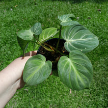 Load image into Gallery viewer, #R55 Three x Headed Miniature Philodendron Gloriosum / Tinkle Bell