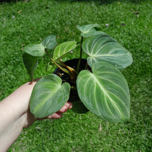 Load image into Gallery viewer, #R55 Three x Headed Miniature Philodendron Gloriosum / Tinkle Bell