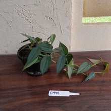 Load image into Gallery viewer, #D998 Multi-headed Philodendron Burle Marx Fantasy