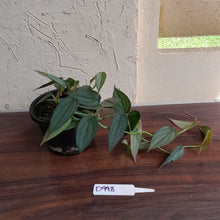 Load image into Gallery viewer, #D998 Multi-headed Philodendron Burle Marx Fantasy