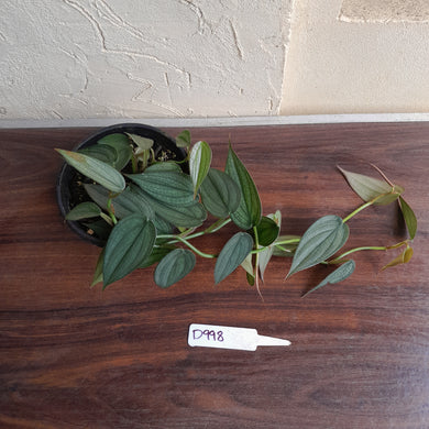 #D998 Multi-headed Philodendron Burle Marx Fantasy