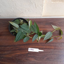 Load image into Gallery viewer, #D998 Multi-headed Philodendron Burle Marx Fantasy