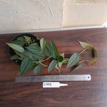 Load image into Gallery viewer, #D998 Multi-headed Philodendron Burle Marx Fantasy