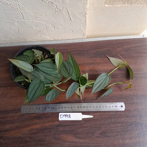 #D998 Multi-headed Philodendron Burle Marx Fantasy