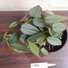Load image into Gallery viewer, #D998 Multi-headed Philodendron Burle Marx Fantasy
