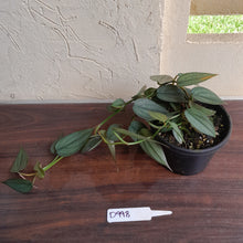 Load image into Gallery viewer, #D998 Multi-headed Philodendron Burle Marx Fantasy