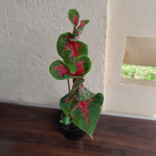 Load image into Gallery viewer, #R34 Caladium