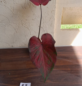 #R71 Caladium