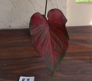 #R71 Caladium