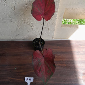 #R71 Caladium