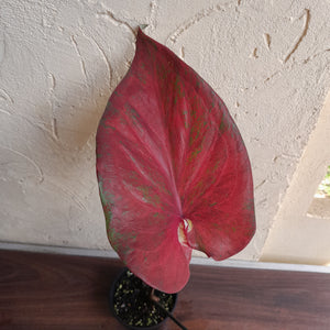 #R71 Caladium