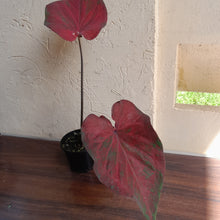 Load image into Gallery viewer, #R71 Caladium