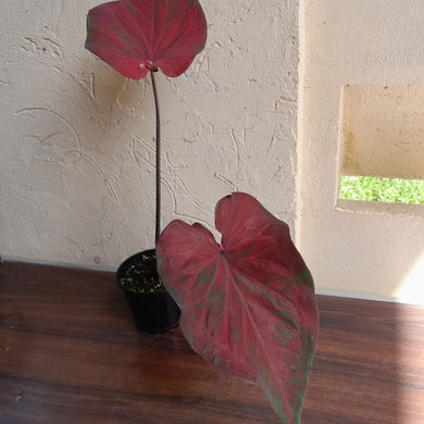 #R71 Caladium