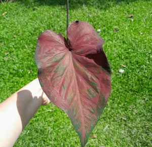 #R71 Caladium