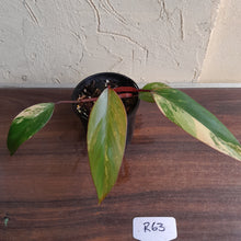 Load image into Gallery viewer, #R63 Philodendron Strawberry Shake