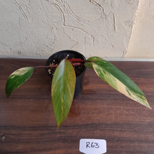 Load image into Gallery viewer, #R63 Philodendron Strawberry Shake