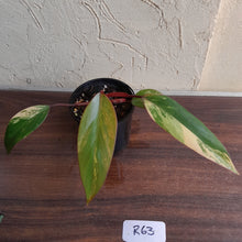 Load image into Gallery viewer, #R63 Philodendron Strawberry Shake