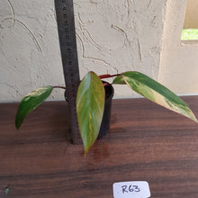 Load image into Gallery viewer, #R63 Philodendron Strawberry Shake