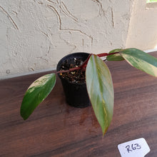 Load image into Gallery viewer, #R63 Philodendron Strawberry Shake
