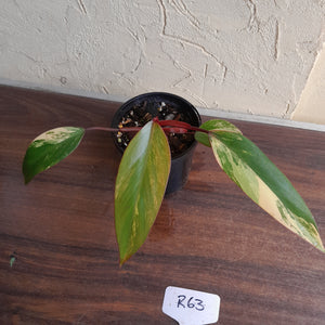 #R63 Philodendron Strawberry Shake