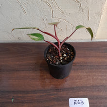 Load image into Gallery viewer, #R63 Philodendron Strawberry Shake