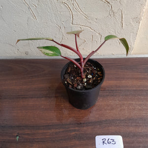 #R63 Philodendron Strawberry Shake